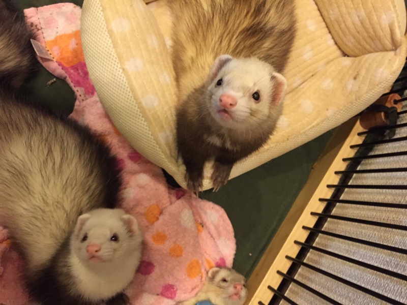 里親さん決まりました！ありがとうございました。 サムネイル4