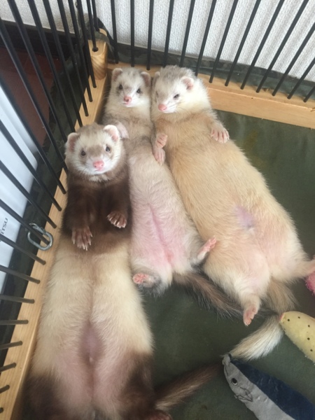 里親さん決まりました！ありがとうございました。 サムネイル5