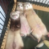 里親さん決まりました！ありがとうございました。 サムネイル5