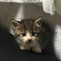 必死に生きようとした3姉妹の里親になって下さい。