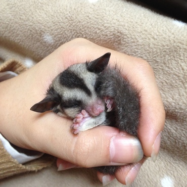 生まれたばっかりのすじこ(^｡^)お昼寝ちゅう...