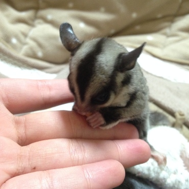 おかしぼりぼり