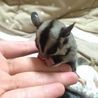 おかしぼりぼり