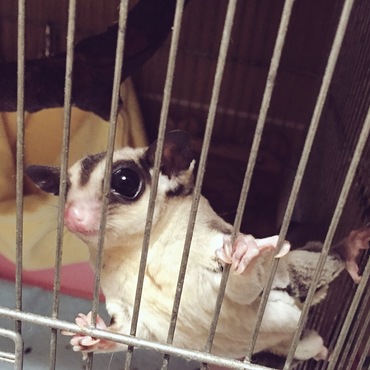 おかえり飼い主！