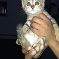 二ヶ月子猫ちゃん
