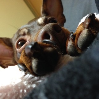 【ミニチュアピンシャー】