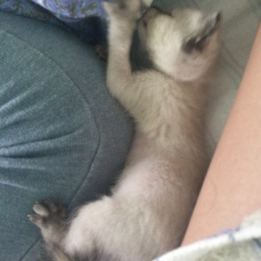 はなれないぞー