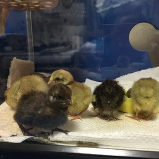 姫うずらの雛が生まれました。可愛がってくださる方に