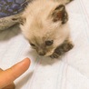 これなぁに
