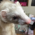 応募ありがとうございました！飼い主さま決まりました