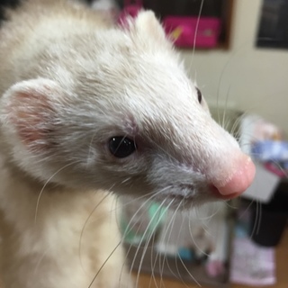 応募ありがとうございました！飼い主さま決まりました