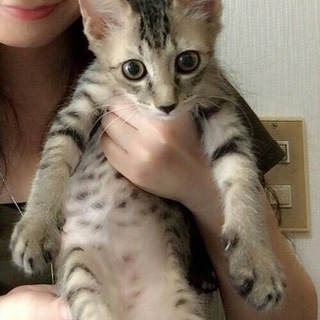 キジトラの男の子1