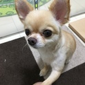 可愛がってくれる方探しています ナツくんです♩