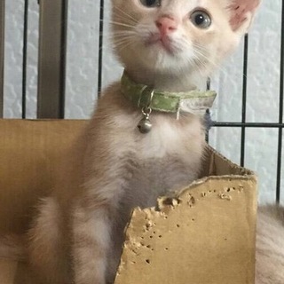 ベージュ虎の男の子1