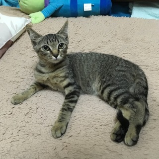 賢い子猫ちゃんです！里親募集中！