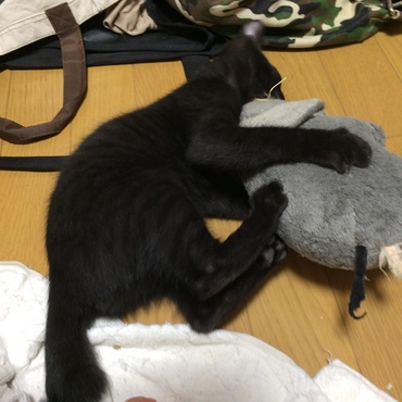 ショタ(仮)
