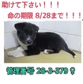 家族ができました！