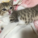 公園に捨てられていた子猫ちゃん