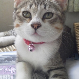 ちちを家族にしてください。