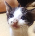 7月上旬生まれの子猫5匹