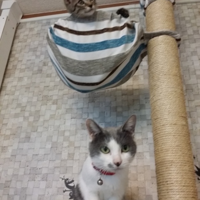 かおり０５１０のカバー写真