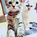 オス2匹募集中