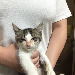 急募！子猫の里親募集してます！