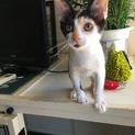 とても人懐こい三毛猫ちゃんの里親さん募集中！！