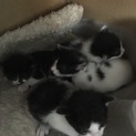 子猫産まれました