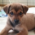 生後２ヶ月の仔犬の兄弟「ごりんず」です。。