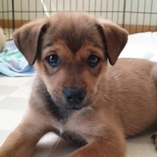 生後２ヶ月の仔犬の兄弟「ごりんず」です。。