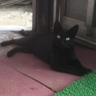 長野の実家に居ついてしまった黒猫♀