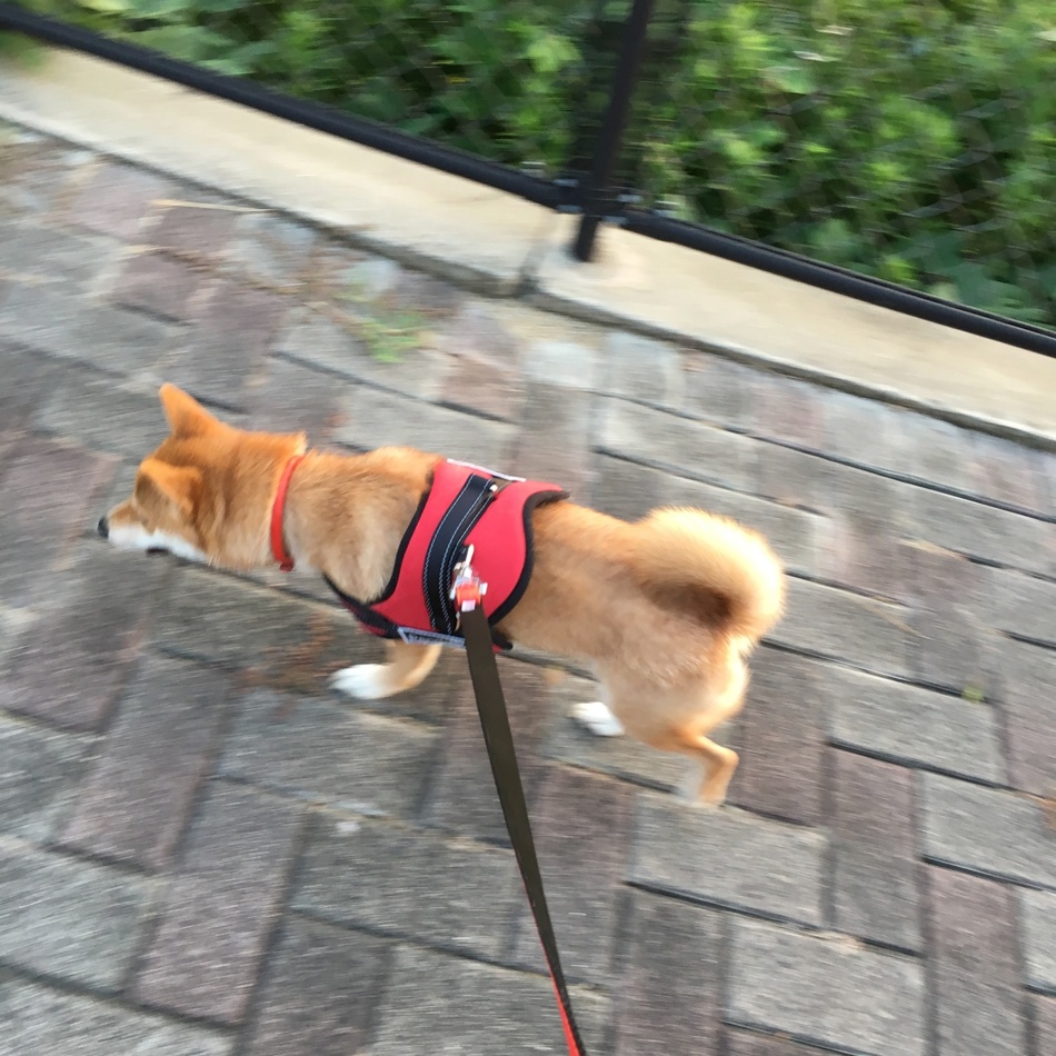 ゆずのカバー写真