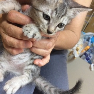 美人子猫ちゃん5姉妹 代理投稿