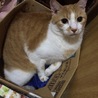 すかちゃん