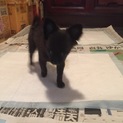 訳ありチワワの仔犬
