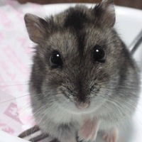 ハムちゃん