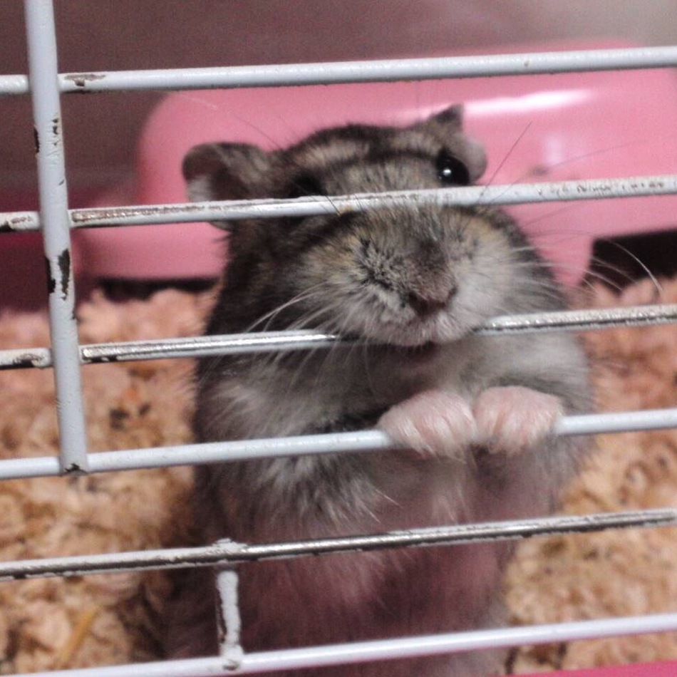 ハムちゃんのカバー写真