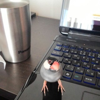 桜文鳥の里親募集