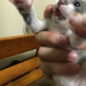 生後2ヶ月！オスの子猫の里親募集！