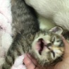 (*｀ω´)ﾉコラー