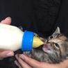 ミルク