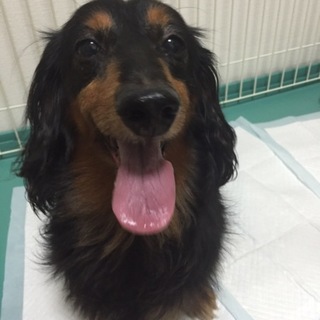 ミニチュアダックスの男の子マロンくん