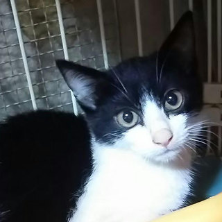 猫会＊健康＊2.5か月大通りを渡っていた男の子