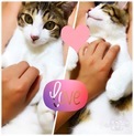 5ヶ月の子猫