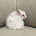 ハムスターの里親さんを募集！