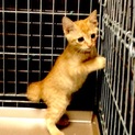 この仔猫に人の温もりを教えてあげて下さい。