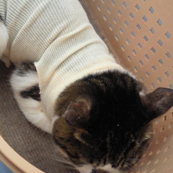 乳腺腫（少し前のお話）