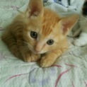 子猫４匹里親募集中です★