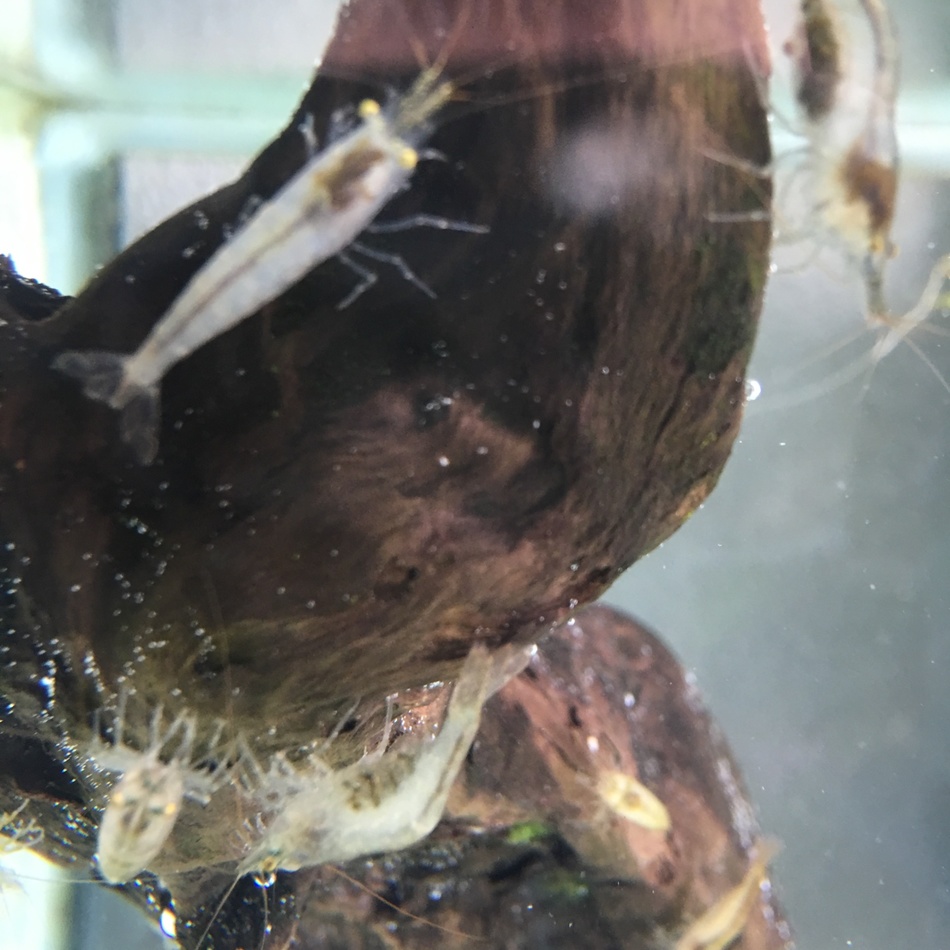 みかものカバー写真